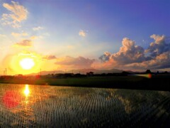 田植え後の夕日
