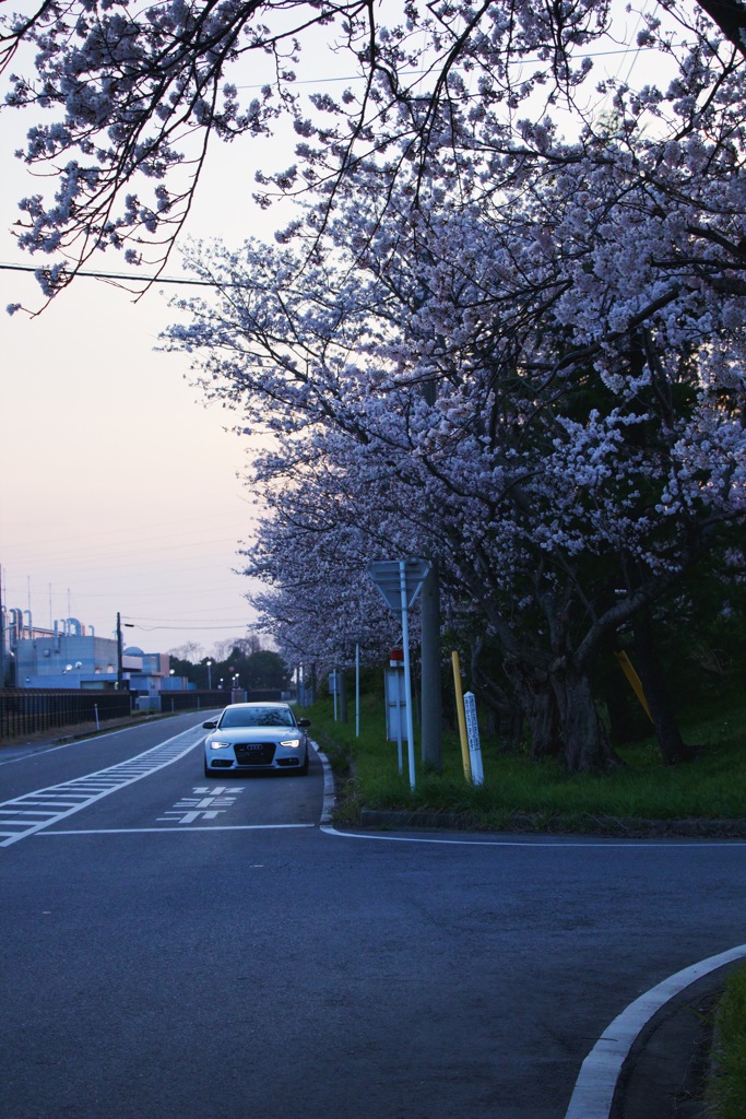 夕暮れの花見