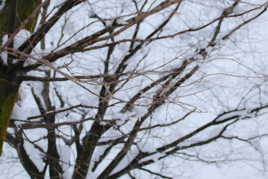 冬の枝
