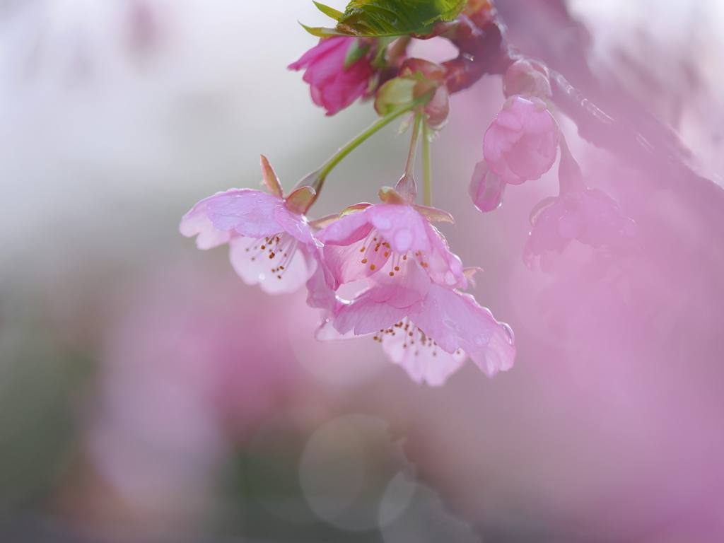 河津桜