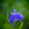新緑の季節　１