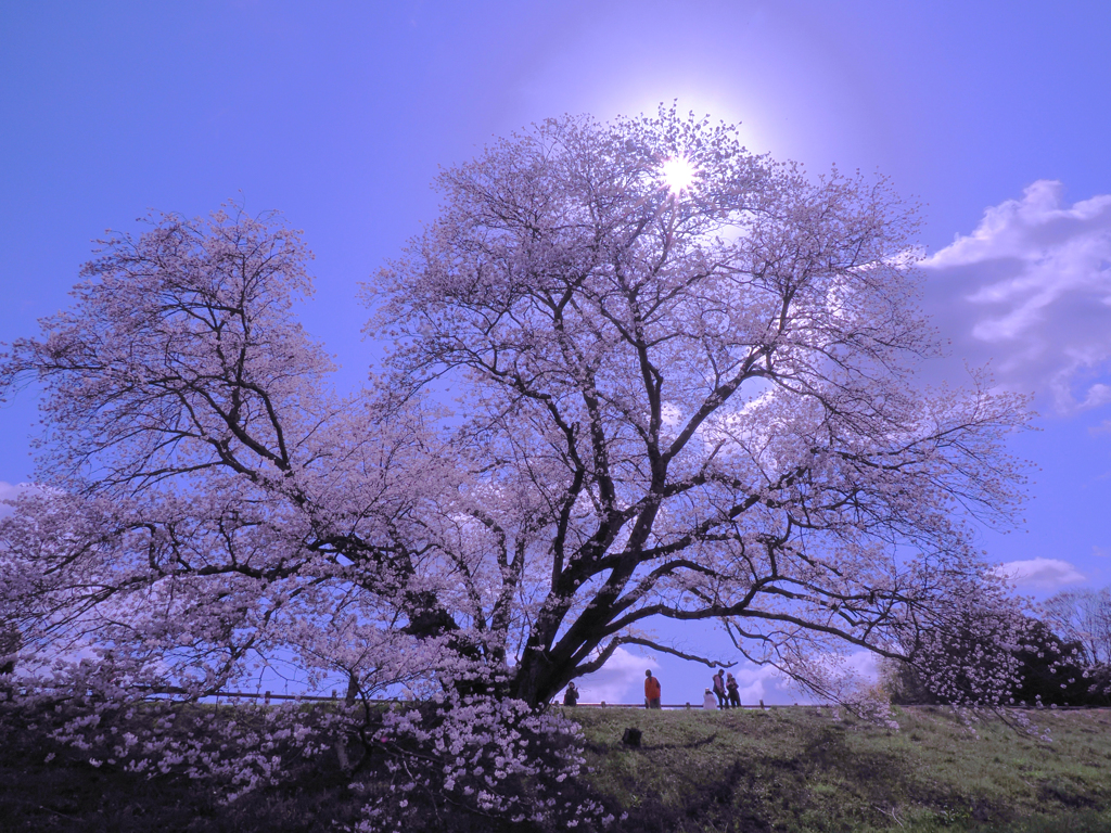 幾坂の一本桜