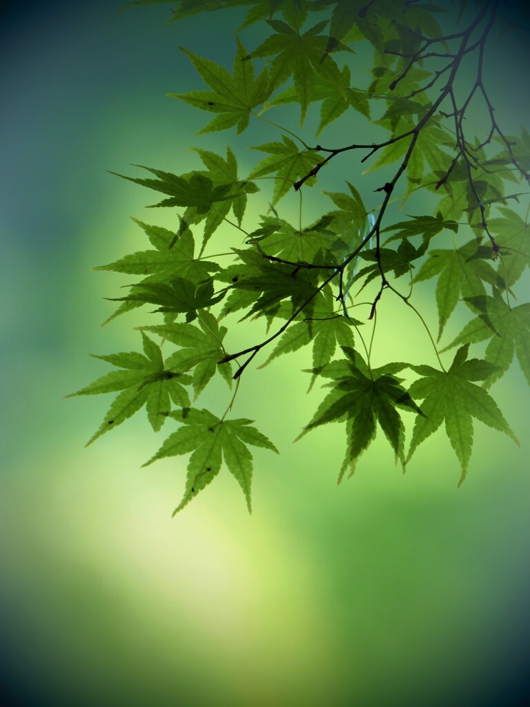 若葉風