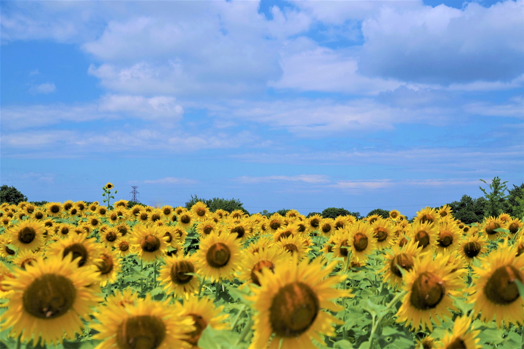 夏空