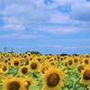 夏空