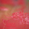 曼珠沙華　２