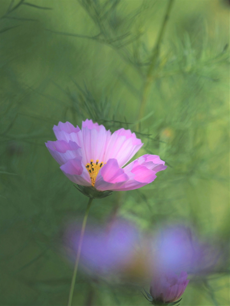 夢秋桜