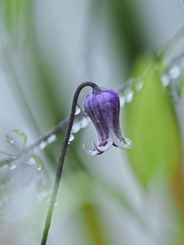 ５月の花　クレマチス