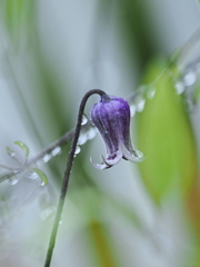 ５月の花　クレマチス