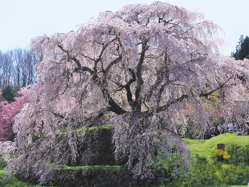 又兵衛桜2