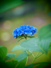 紫陽花