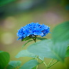 紫陽花