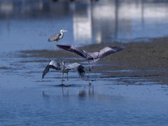 コウノトリに会いに♪　１