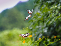 アサギマダラ　２