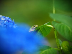 紫陽花の季節