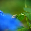 紫陽花の季節