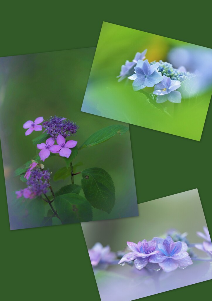 紫陽花物語