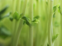 豆苗