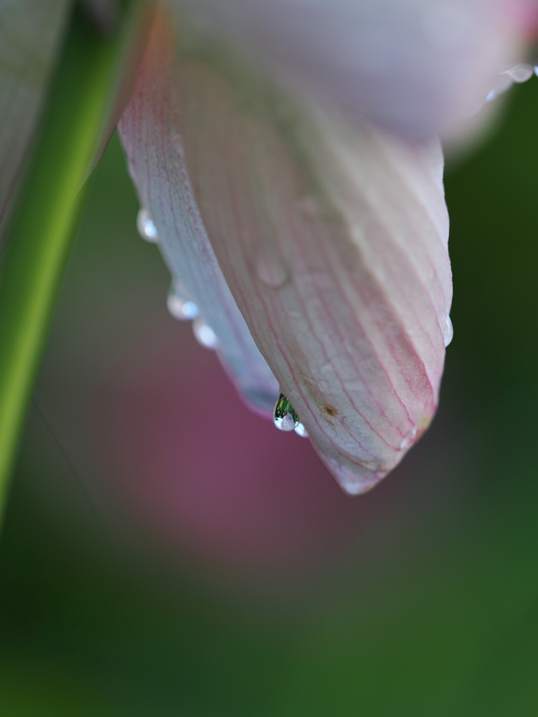 雨上がりの蓮　