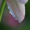 雨上がりの蓮　