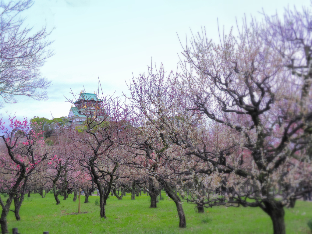 大阪城公園梅園　３