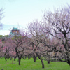 大阪城公園梅園　３