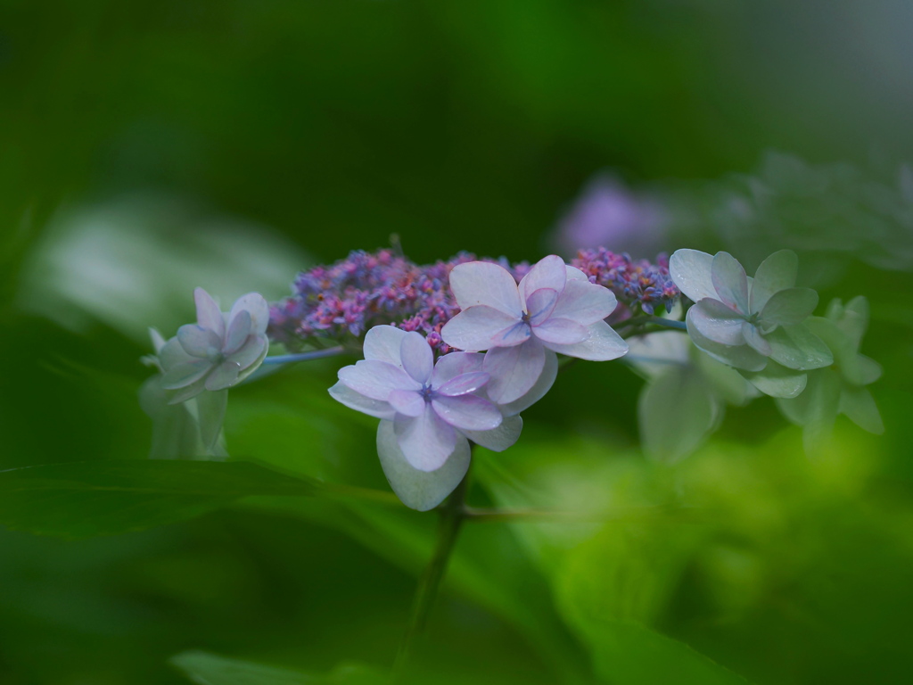 梅雨の候　３