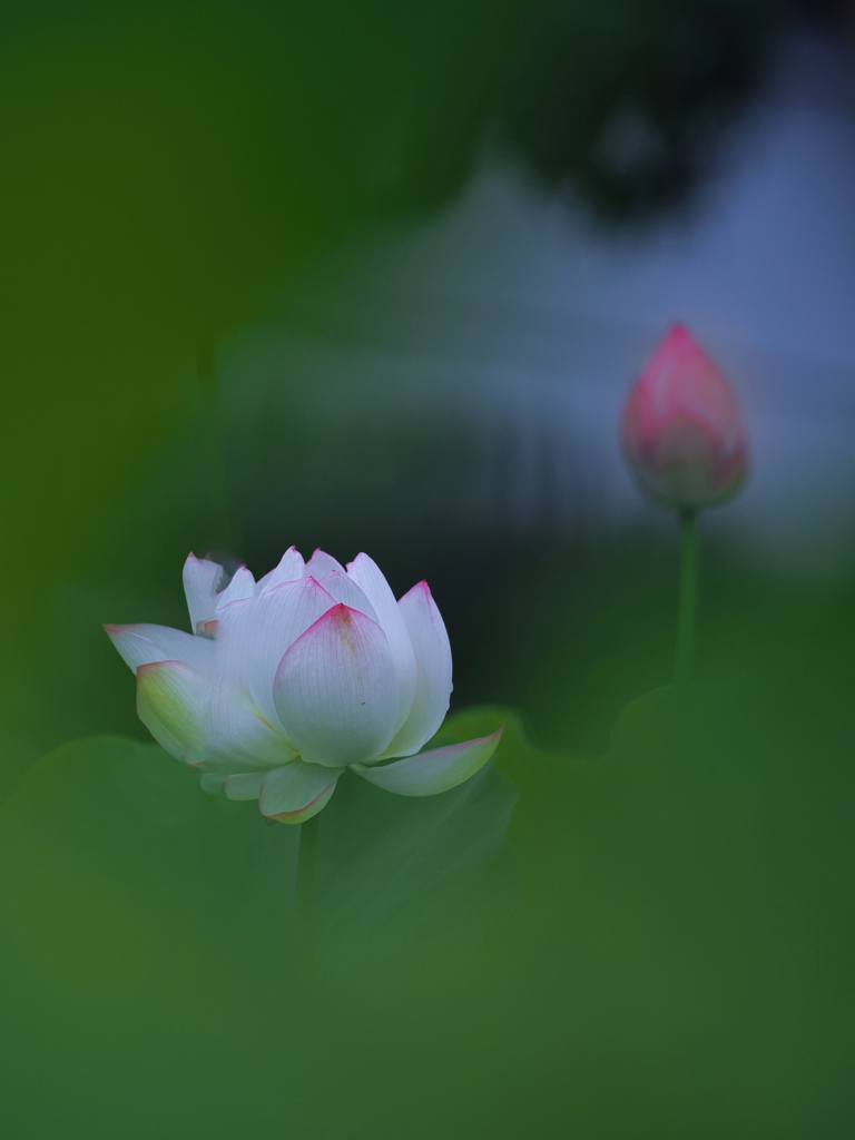 美しい蓮