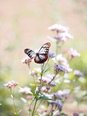 アサギマダラ　３