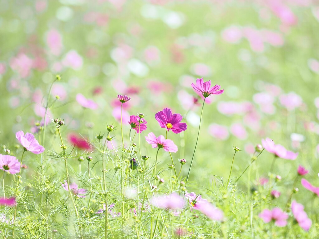 コスモス　３