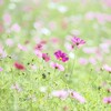 コスモス　３