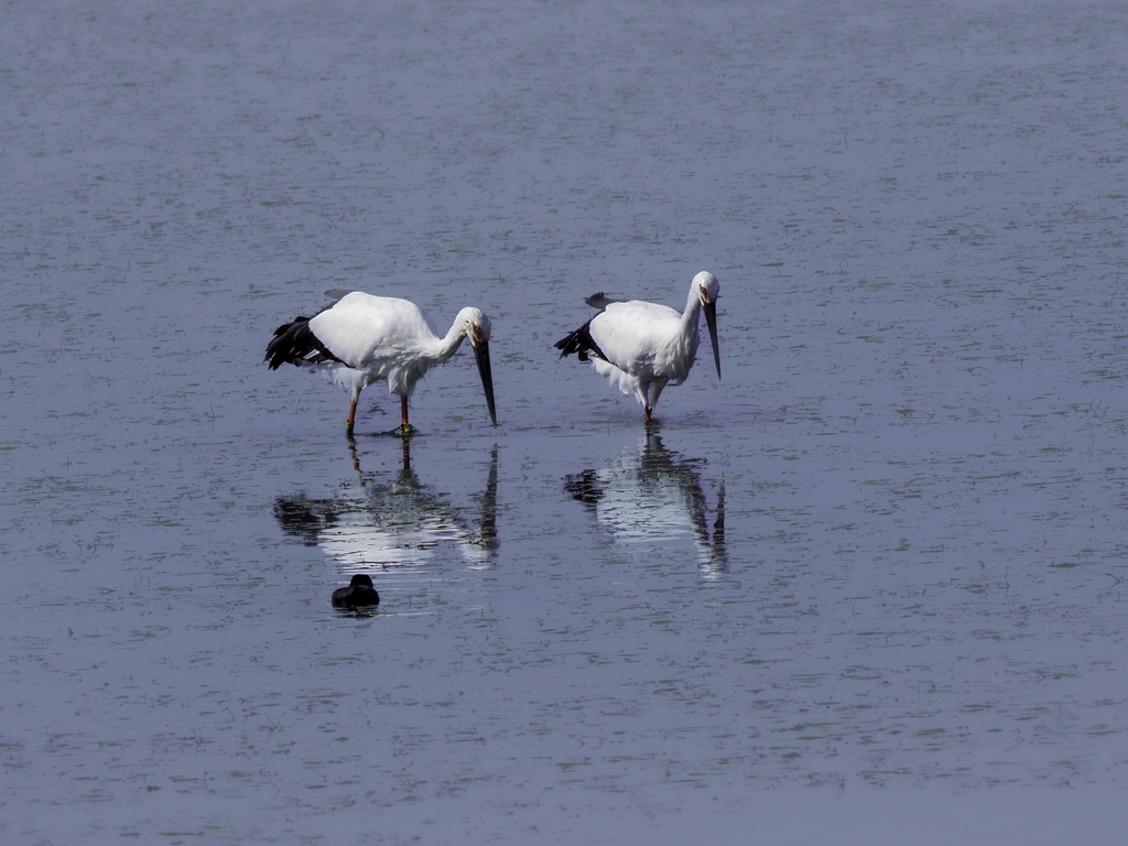 コウノトリに会いに♪　2