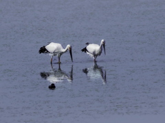 コウノトリに会いに♪　2