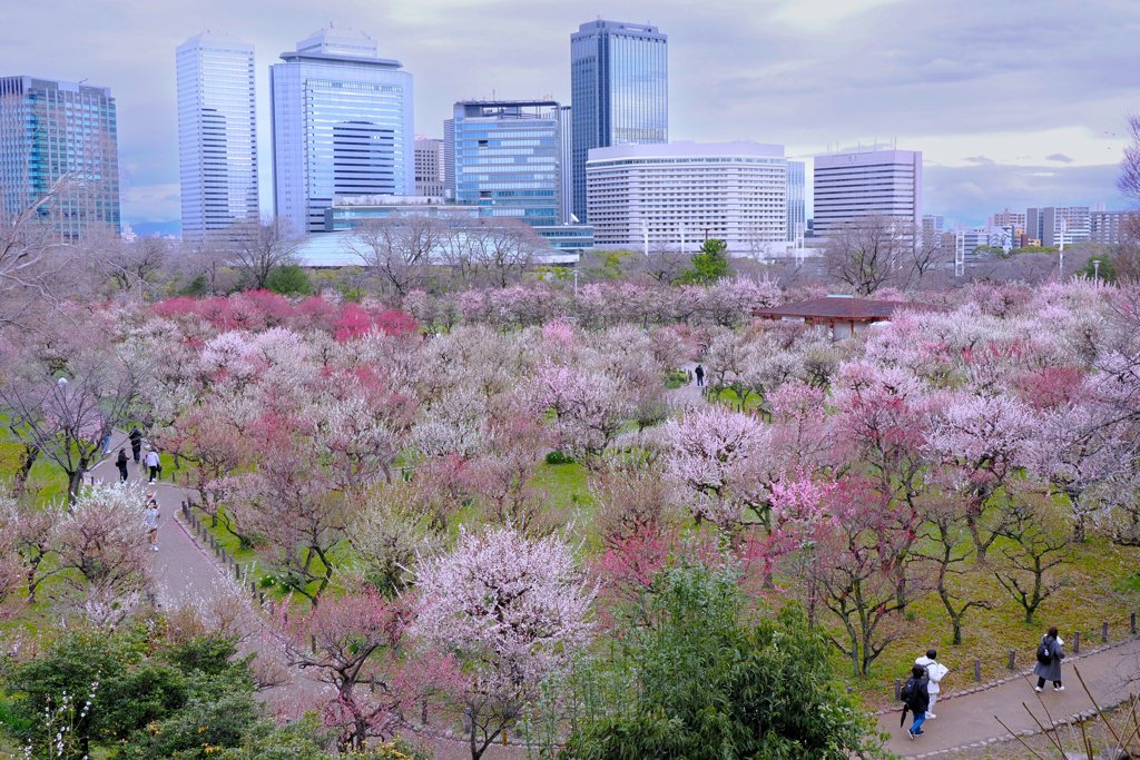 大阪城公園梅園　１