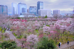 大阪城公園梅園　１