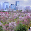 大阪城公園梅園　１