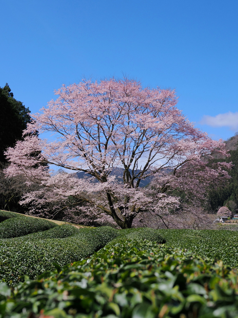 薄墨桜　２