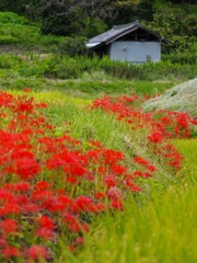 今年の彼岸花　１