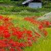今年の彼岸花　１