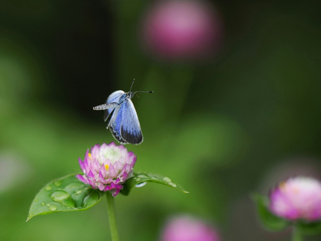 夏の終わりの小さな生き物たち　３