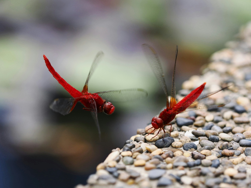 夏の終わりの小さな生き物たち　１