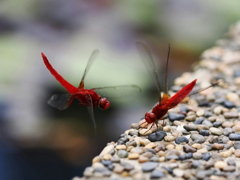 夏の終わりの小さな生き物たち　１