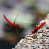 夏の終わりの小さな生き物たち　１