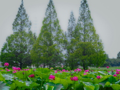 蓮池