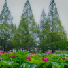 蓮池