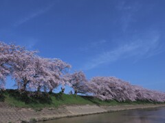 桜堤