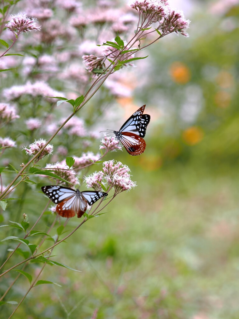 アサギマダラ　１