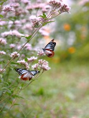 アサギマダラ　１