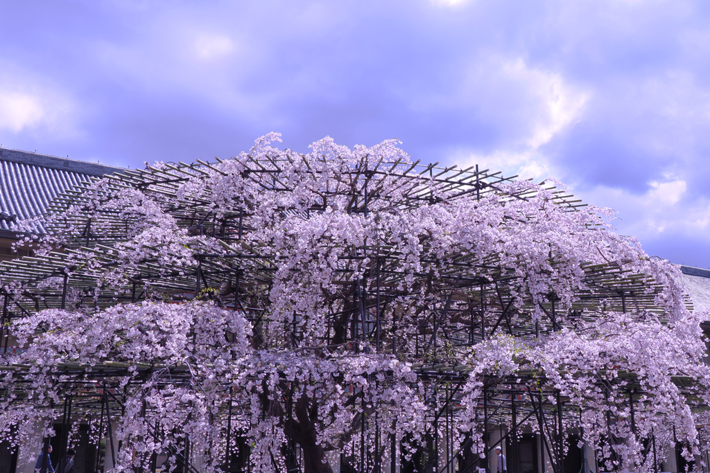 枝垂れ桜