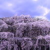 枝垂れ桜
